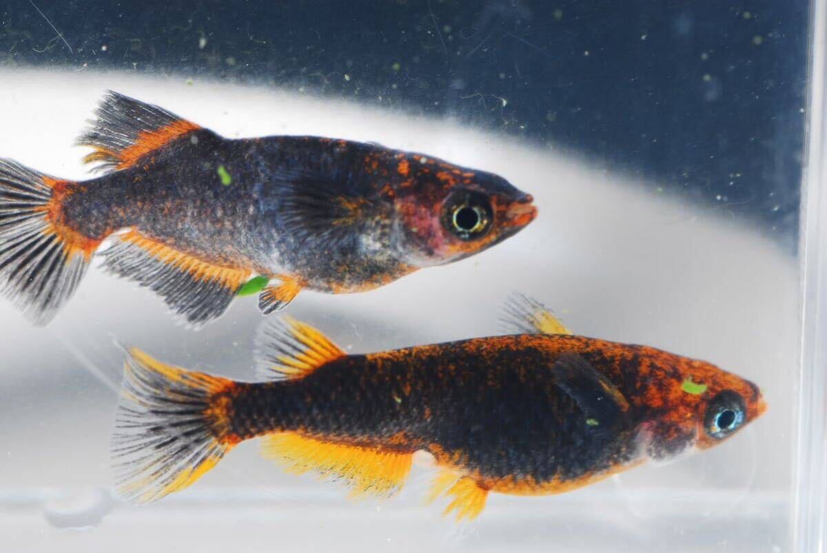 【現物】五式タイプrトリオ♂光体系♀2普通体型　　産卵中即戦力　　五式TYPEr 五式タイプr_10