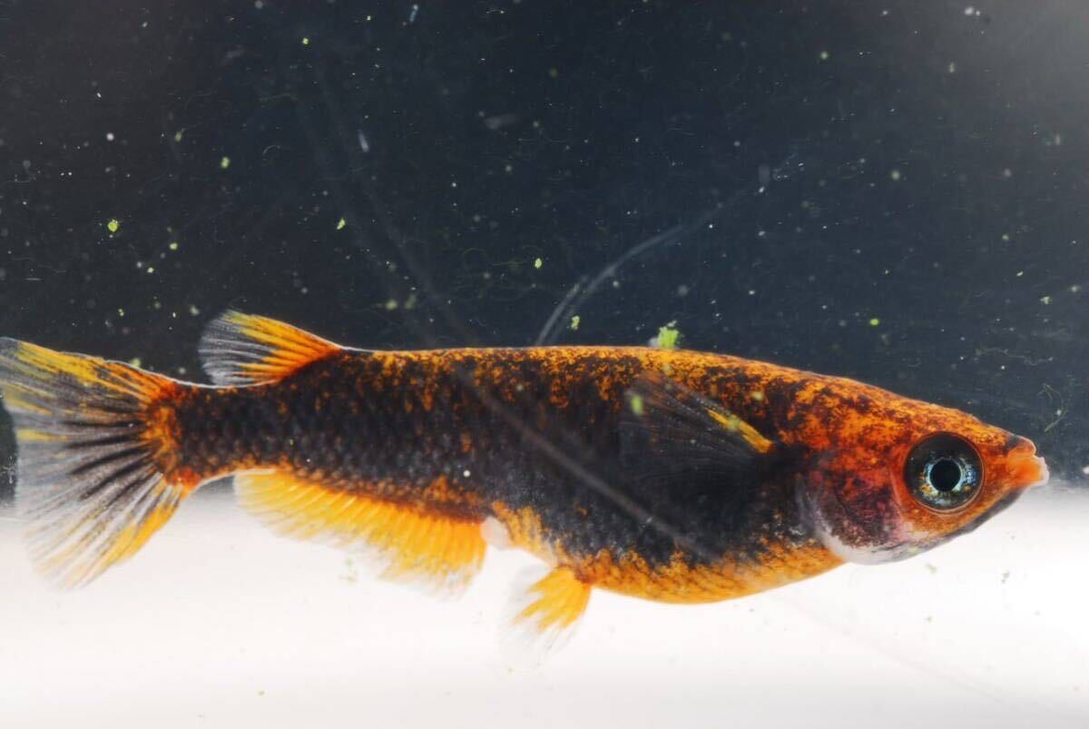 【現物】五式タイプrトリオ♂光体系♀2普通体型　　産卵中即戦力　　五式TYPEr 五式タイプr_2