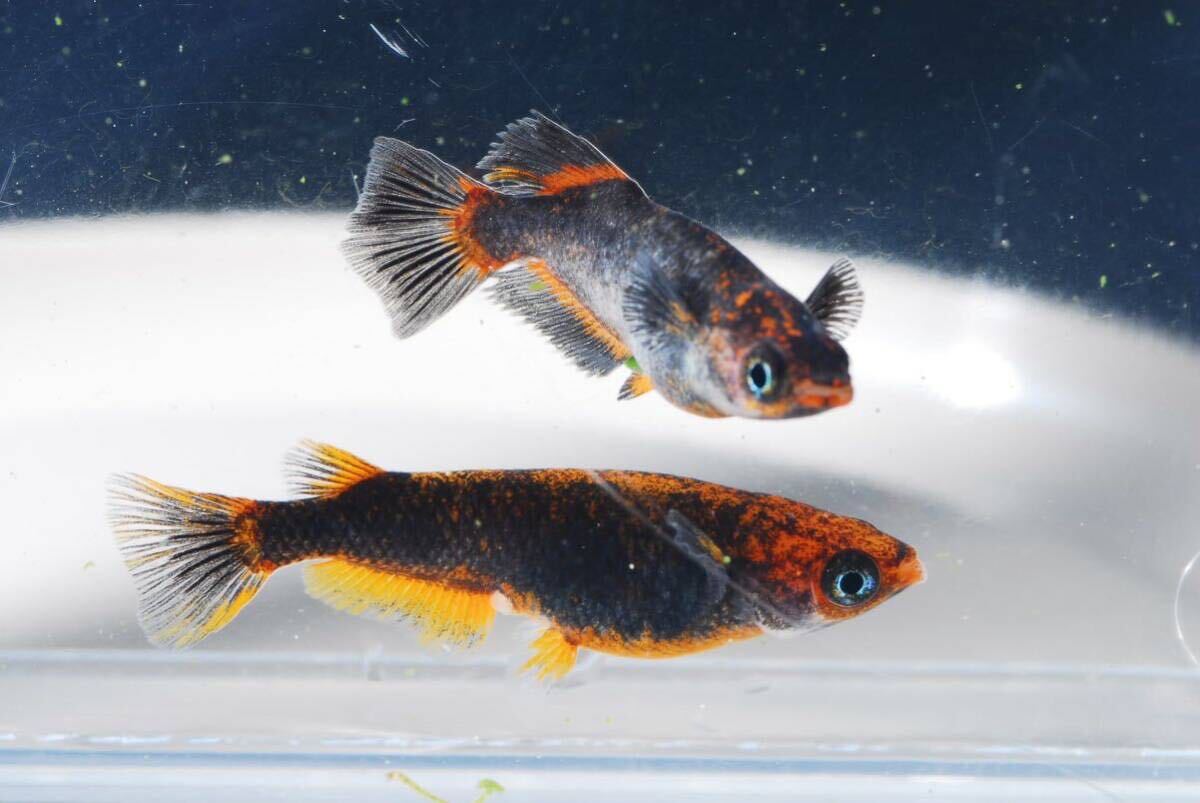 【現物】五式タイプrトリオ♂光体系♀2普通体型　　産卵中即戦力　　五式TYPEr 五式タイプr_3