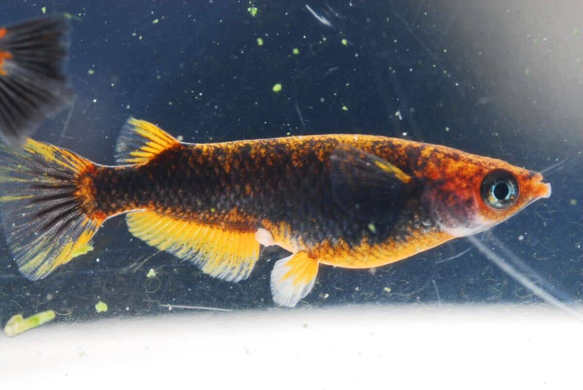 【現物】五式タイプrトリオ♂光体系♀2普通体型　　産卵中即戦力　　五式TYPEr 五式タイプr_4