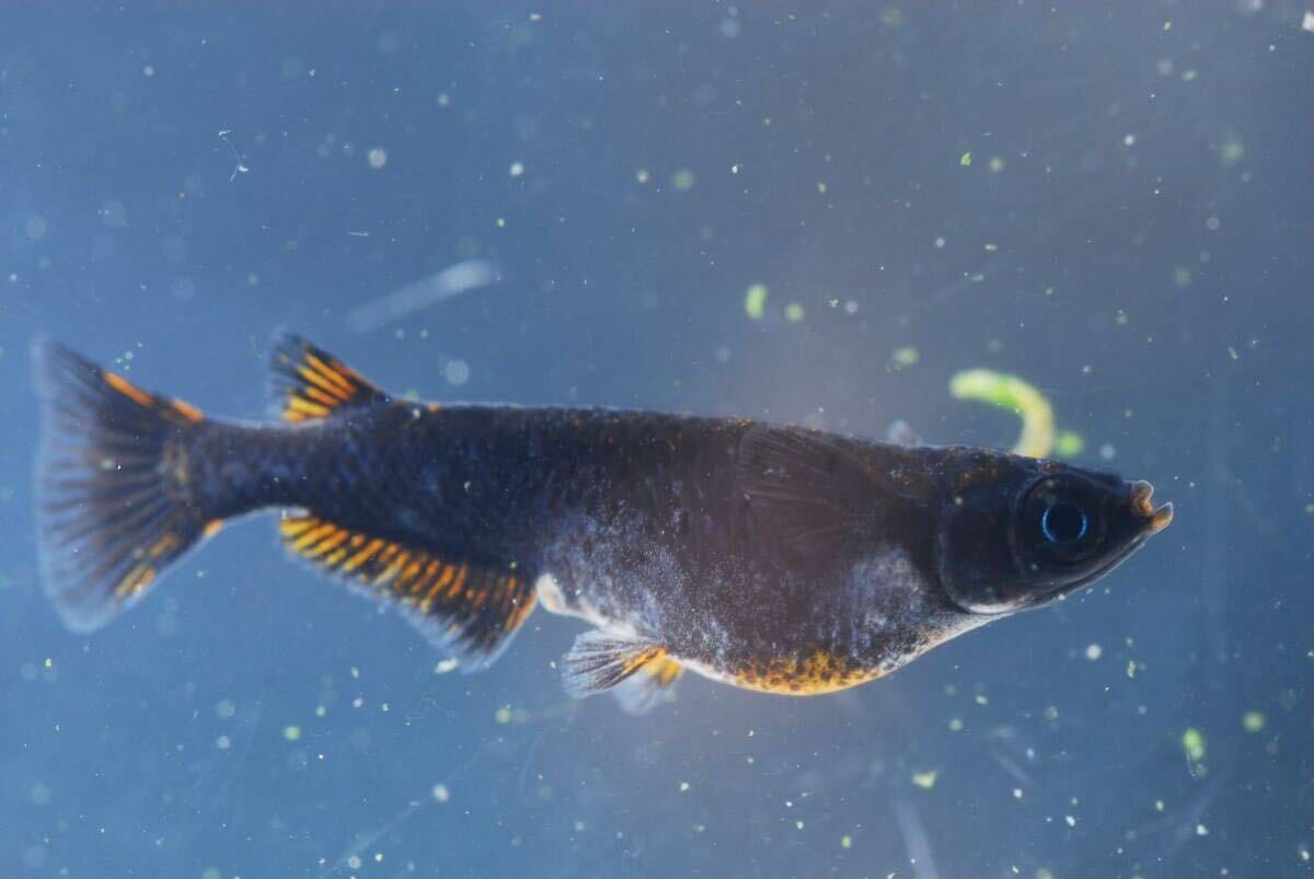 【現物】五式タイプrトリオ♂光体系♀2普通体型　　産卵中即戦力　　五式TYPEr 五式タイプr_5