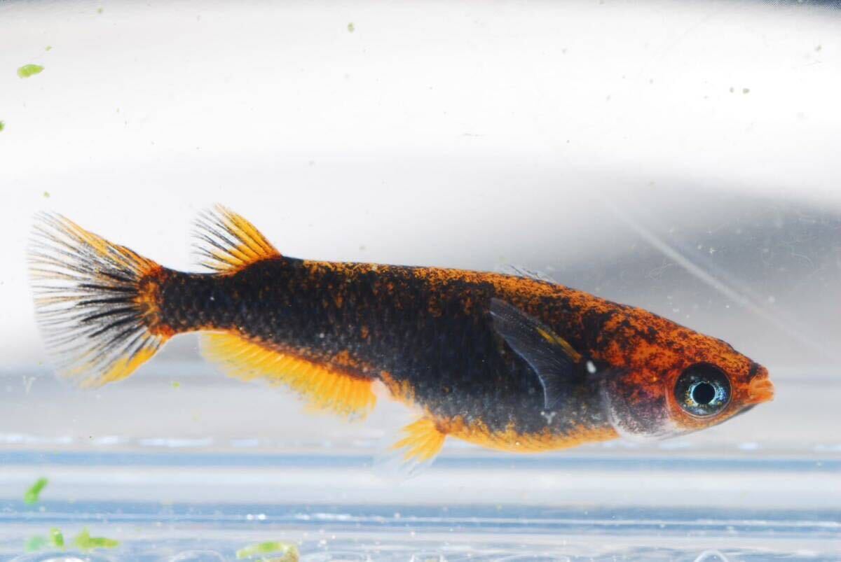 【現物】五式タイプrトリオ♂光体系♀2普通体型　　産卵中即戦力　　五式TYPEr 五式タイプr_6