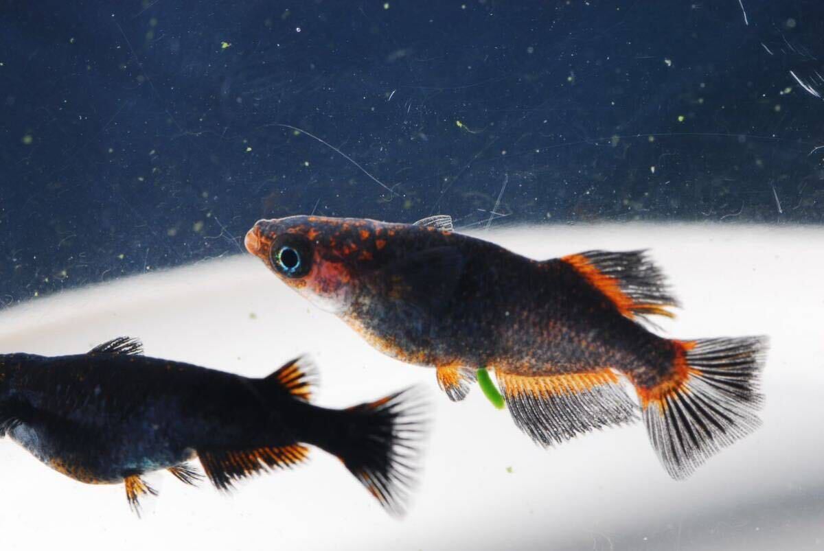 【現物】五式タイプrトリオ♂光体系♀2普通体型　　産卵中即戦力　　五式TYPEr 五式タイプr_7