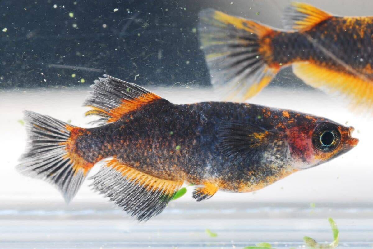 【現物】五式タイプrトリオ♂光体系♀2普通体型　　産卵中即戦力　　五式TYPEr 五式タイプr_8