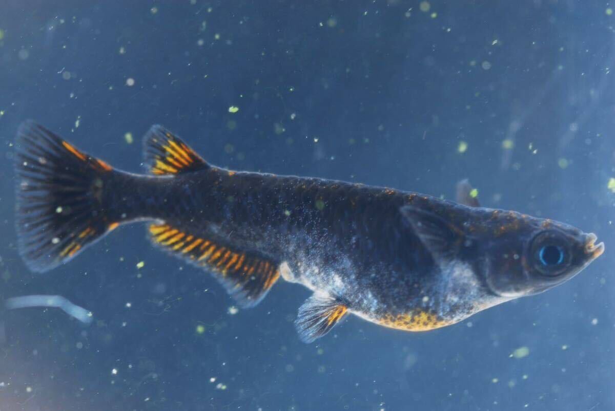 【現物】五式タイプrトリオ♂光体系♀2普通体型　　産卵中即戦力　　五式TYPEr 五式タイプr_9