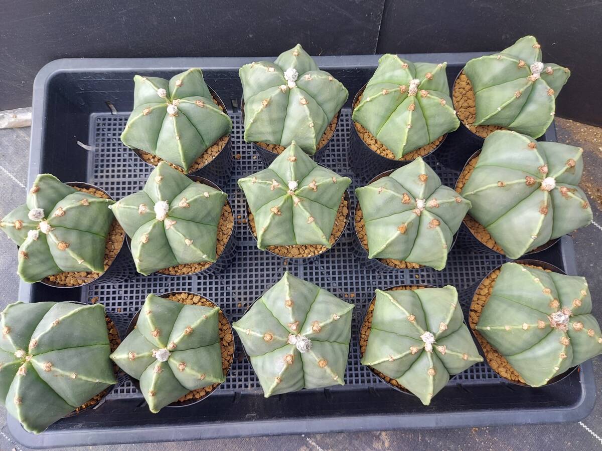 ヘキラン　１４本　　　サボテン_1