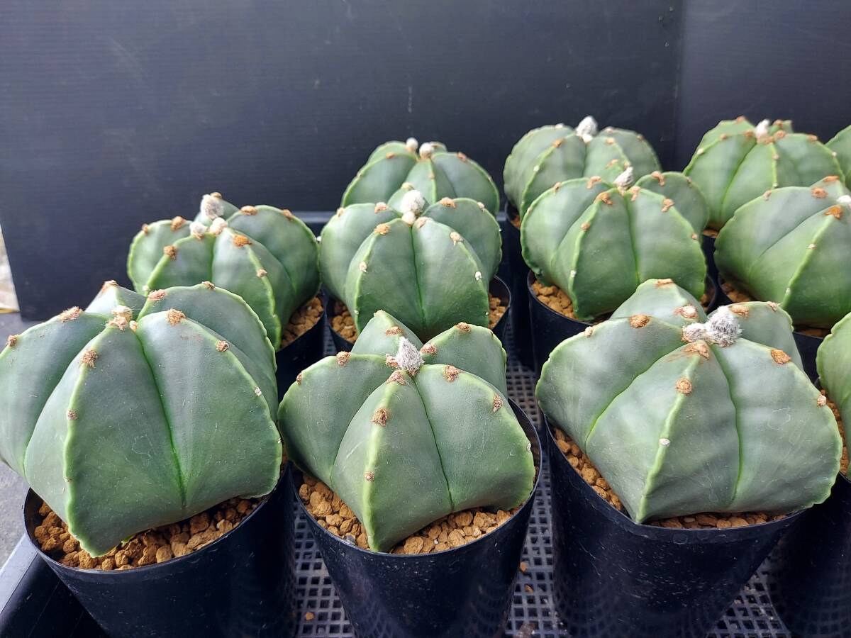 ヘキラン　１４本　　　サボテン_2