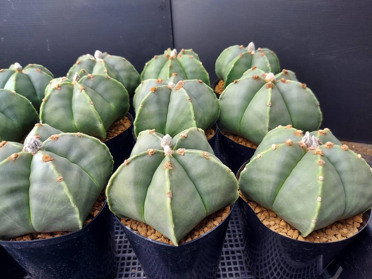 ヘキラン　１４本　　　サボテン_3