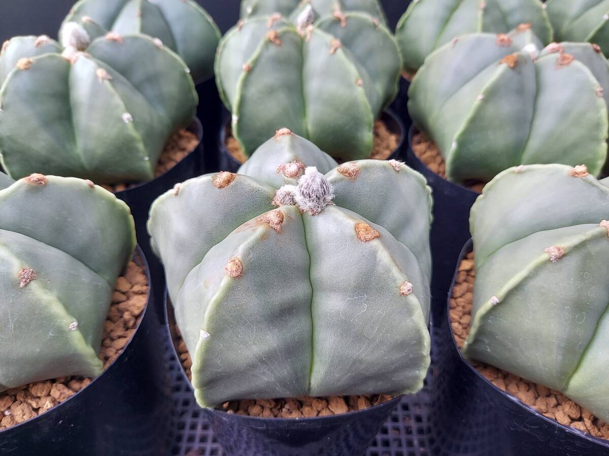 ヘキラン　１４本　　　サボテン_5