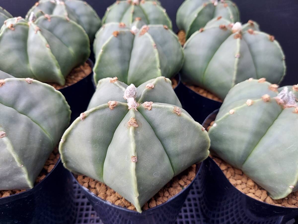 ヘキラン　１４本　　　サボテン_6