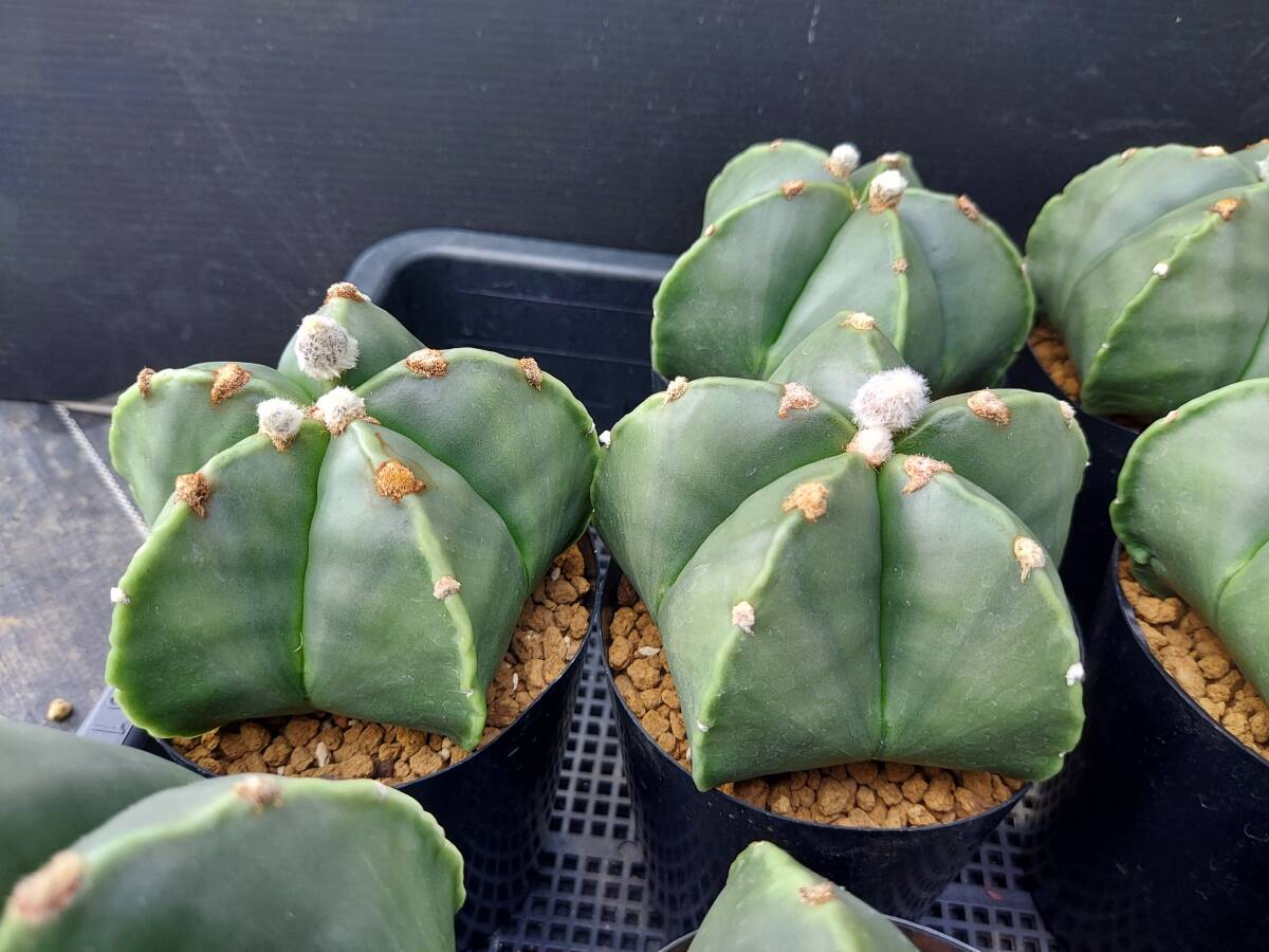 ヘキラン　１４本　　　サボテン_7