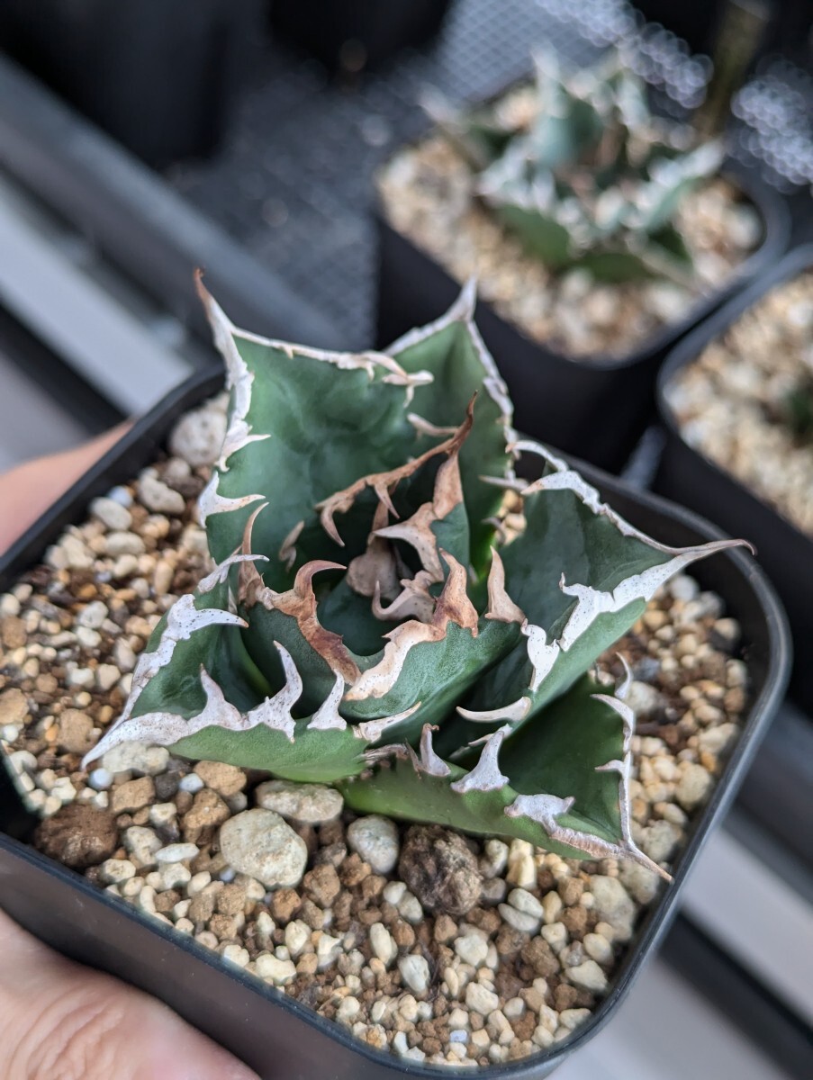 トップ画出品 【イランエメラルドY2】SS級選抜株 イラン産高級希少品種 アガベ チタノタ Agave titanota Iran emerald Y2　管理No15_1