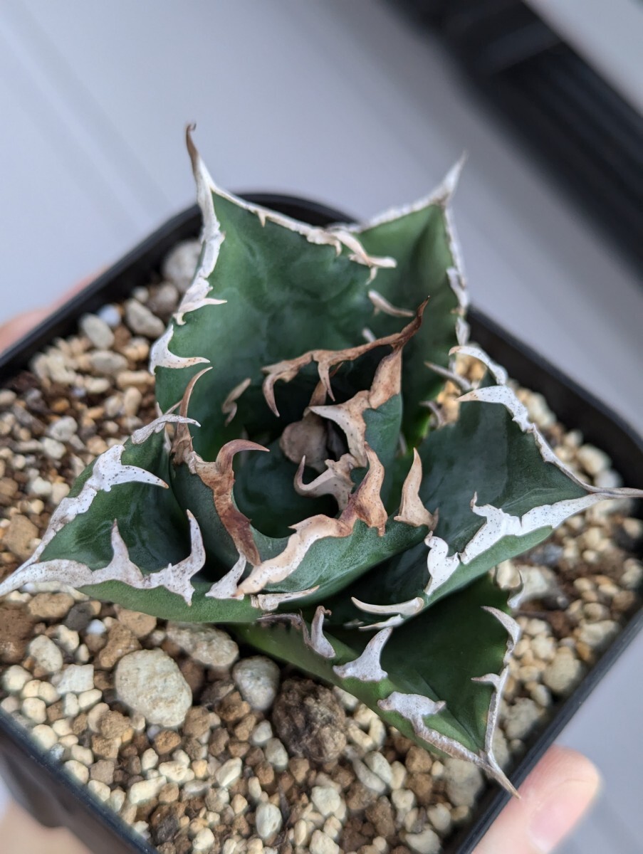 トップ画出品 【イランエメラルドY2】SS級選抜株 イラン産高級希少品種 アガベ チタノタ Agave titanota Iran emerald Y2　管理No15_2