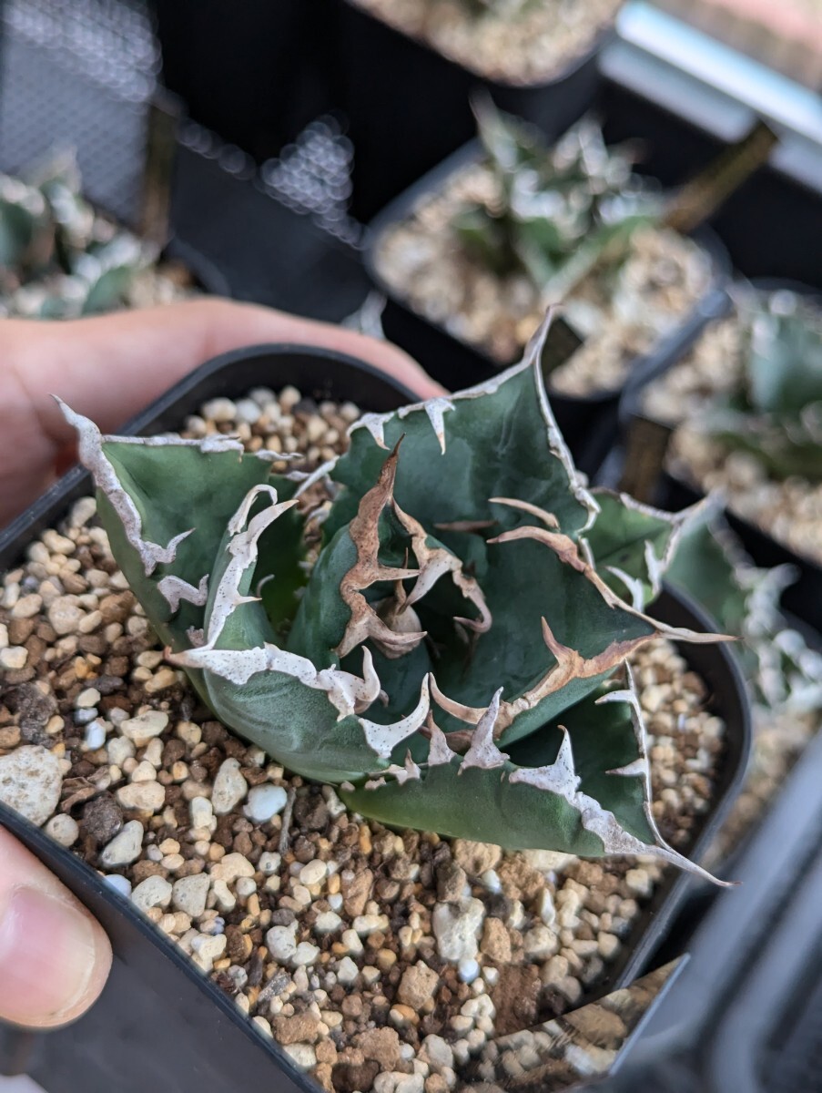 トップ画出品 【イランエメラルドY2】SS級選抜株 イラン産高級希少品種 アガベ チタノタ Agave titanota Iran emerald Y2　管理No15_3