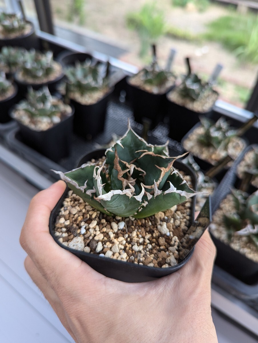 トップ画出品 【イランエメラルドY2】SS級選抜株 イラン産高級希少品種 アガベ チタノタ Agave titanota Iran emerald Y2　管理No15_5