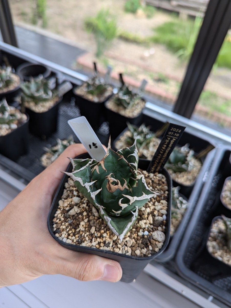 トップ画出品 【イランエメラルドY2】SS級選抜株 イラン産高級希少品種 アガベ チタノタ Agave titanota Iran emerald Y2　管理No15_6