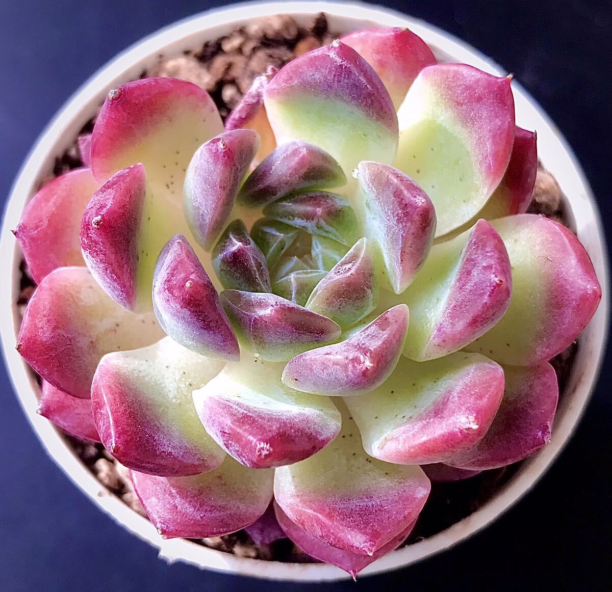 新入荷☆韓国苗☆紫水晶hyb☆レア種☆可愛い紅葉大苗☆超美苗☆多肉