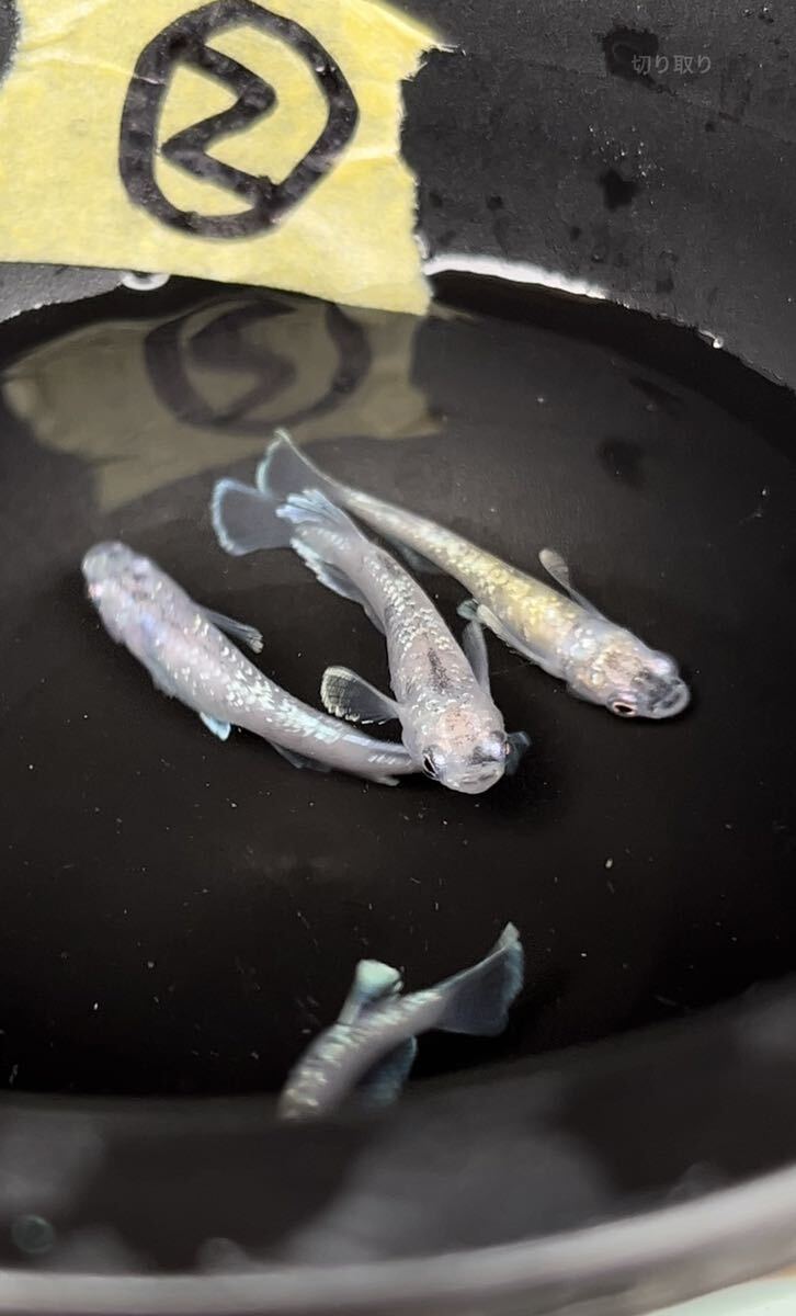 無限めだか　様　直系　蛇墨武ルーチェ　2ペア　②クレヨンめだか_1