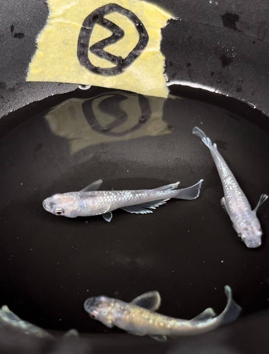 無限めだか　様　直系　蛇墨武ルーチェ　2ペア　②クレヨンめだか_2