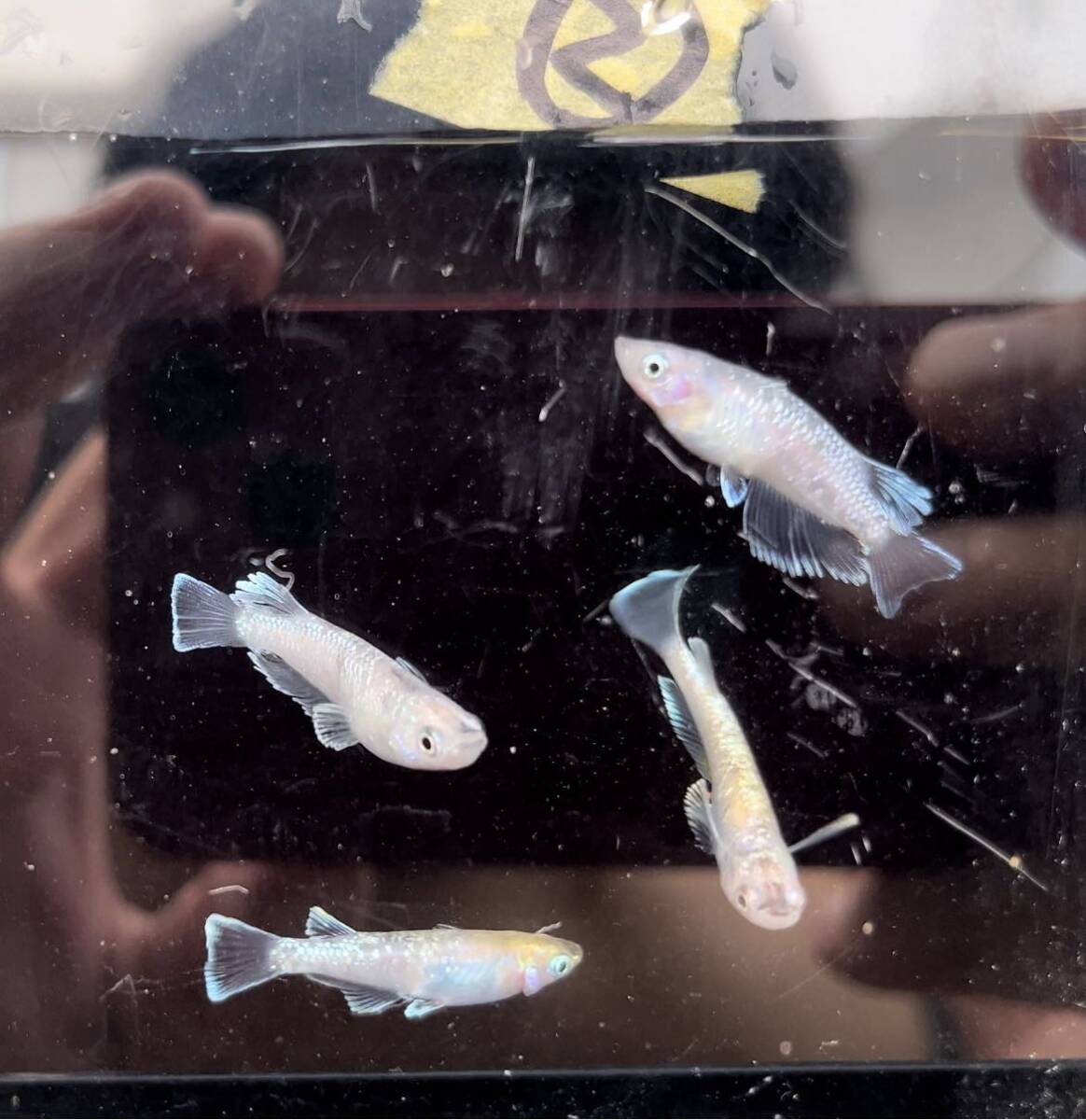 無限めだか　様　直系　蛇墨武ルーチェ　2ペア　②クレヨンめだか_3