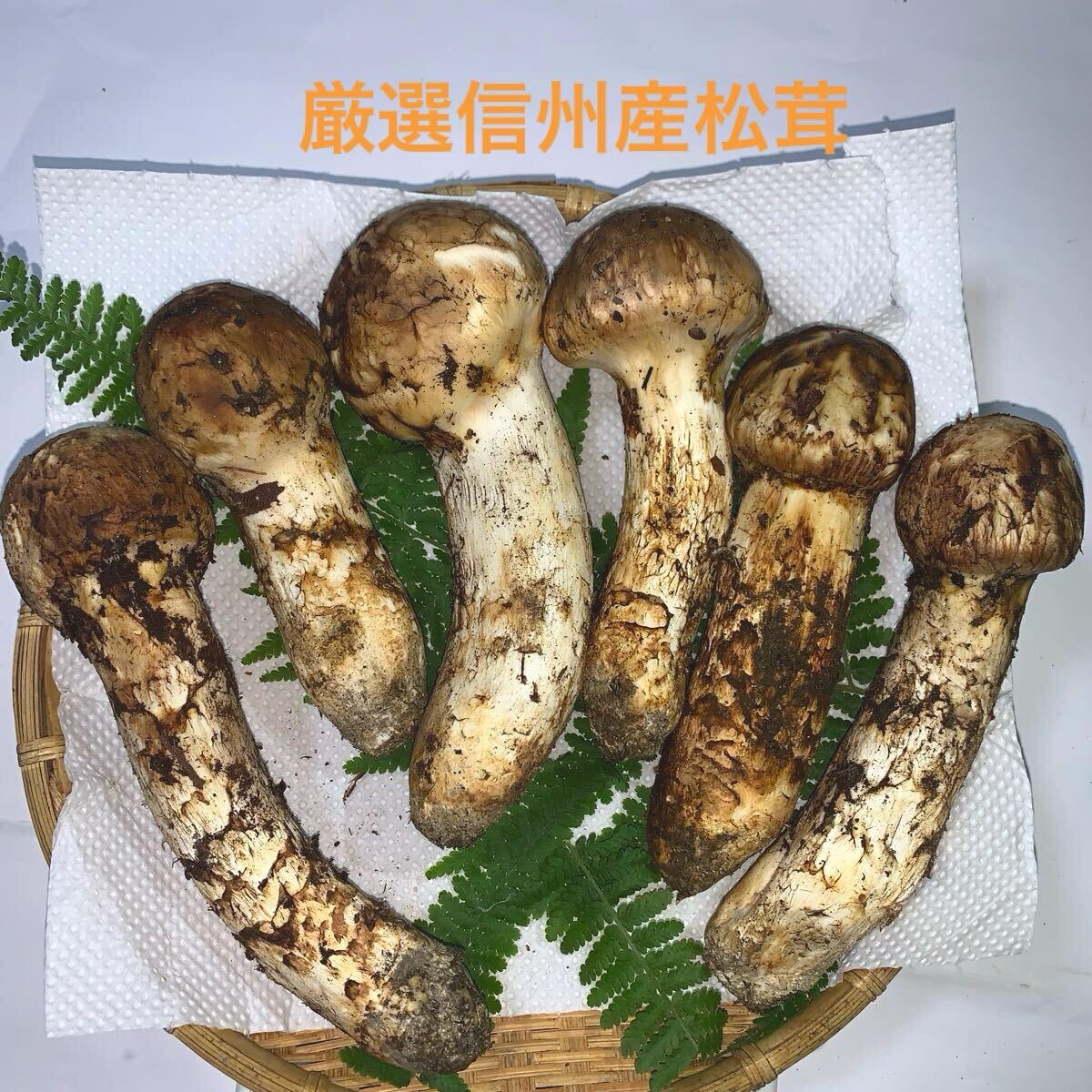 国産 信州産 長野県産 松茸 マツタケ 6 本 400g 10/9 午後〜夕方採取 