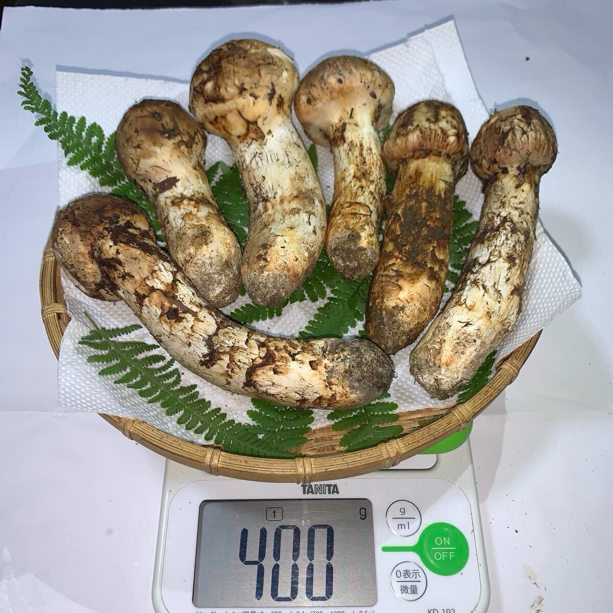 天然きのこ/松茸/国産/長野県産/400g 国産 信州産 長野県産 松茸 マツタケ