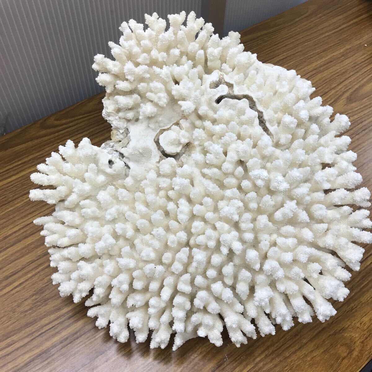 大きいさんご サンゴ礁　珊瑚礁　白珊瑚　オブジェ　飾り珊瑚 N140 飾り石 天然石 珊瑚 置物 サンゴ オブジェ 水槽 インテリア さん