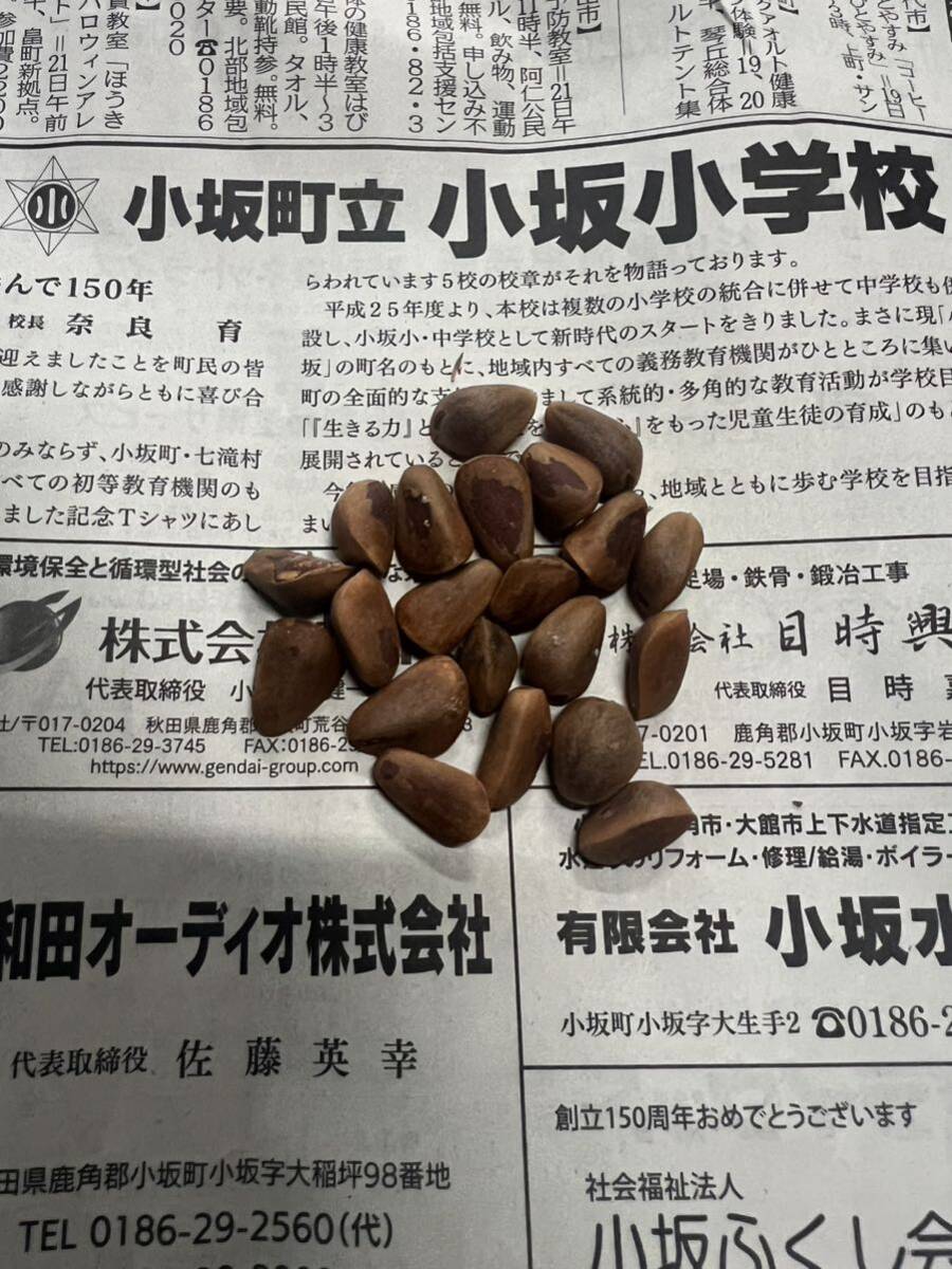 五葉松の種　30個　盆栽等_1