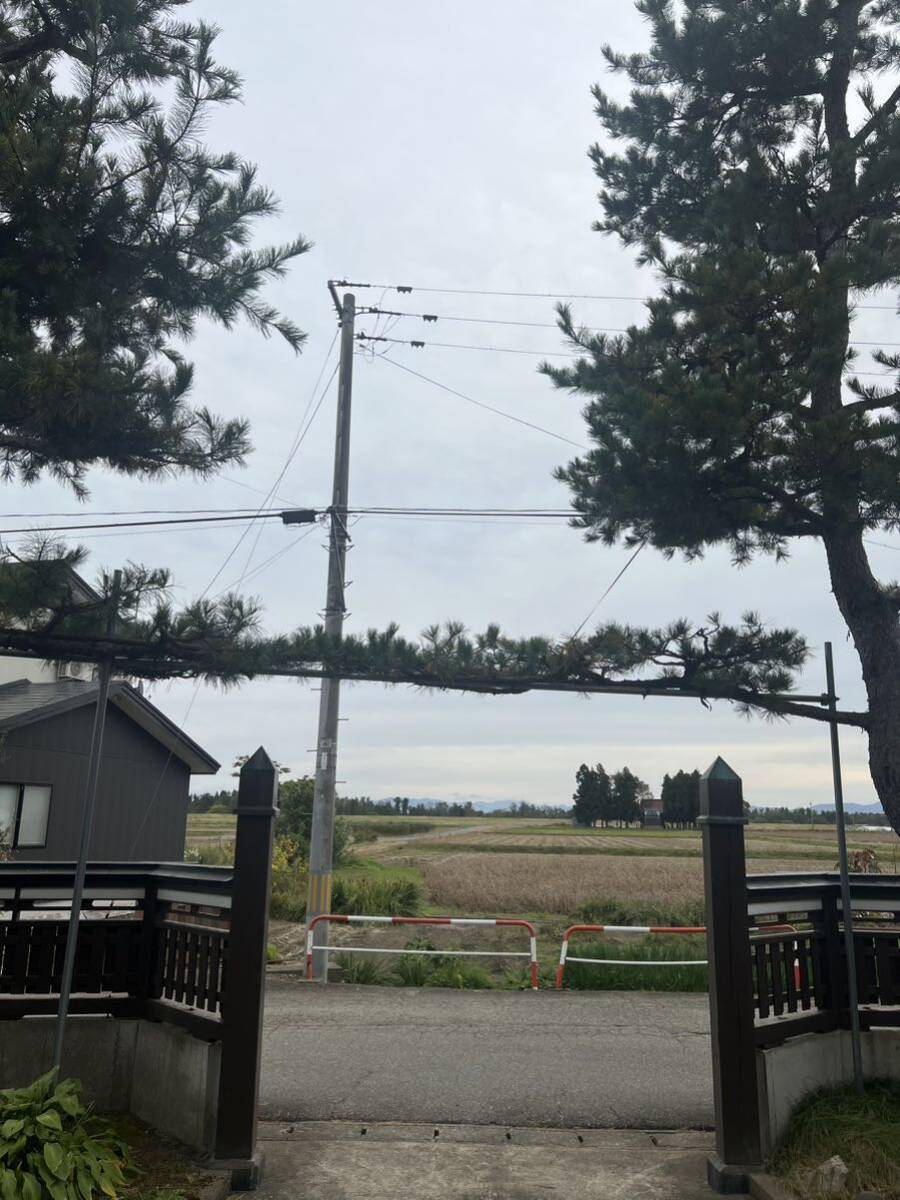 五葉松の種　30個　盆栽等_2