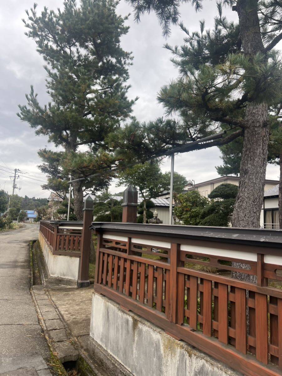 五葉松の種　30個　盆栽等_3