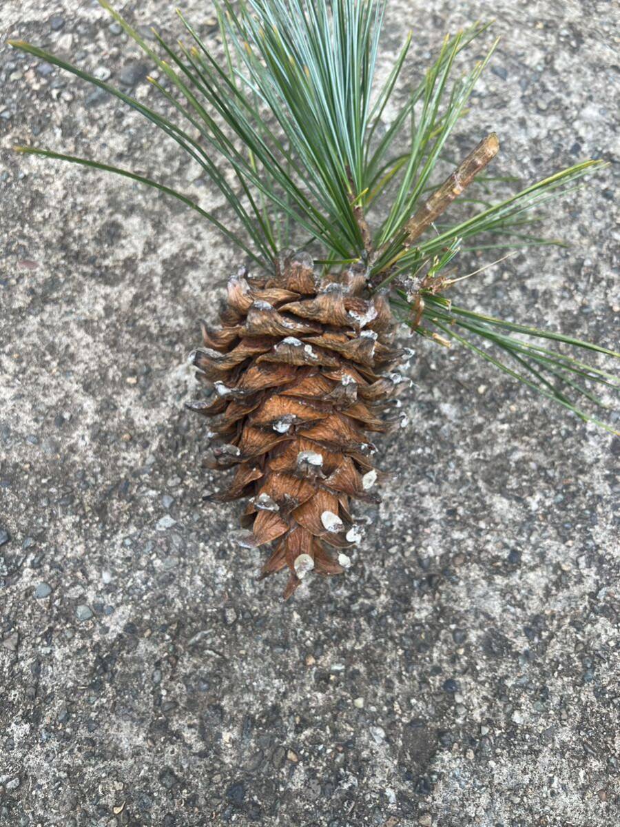 五葉松の種　30個　盆栽等_4