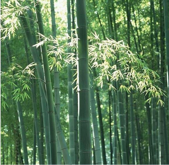 推薦鳥かご 　竹製　 高級宮庭式　手作り　彫刻 　丸竹鳥籠_5