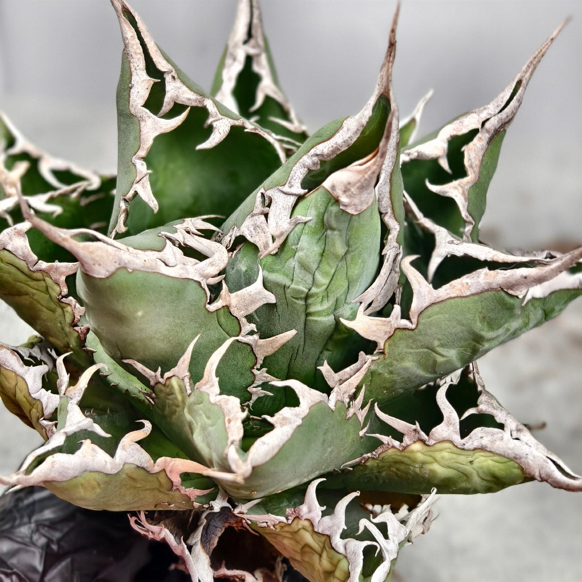 257.アガベ チタノタ 海王/検 白鯨 フィリグリー スーパーチタノタ 悪魔くん 夕映厳龍 姫 赤猫 白犀牛 白火焔 阿修羅 狂戦士 黒犀牛 柊月_1