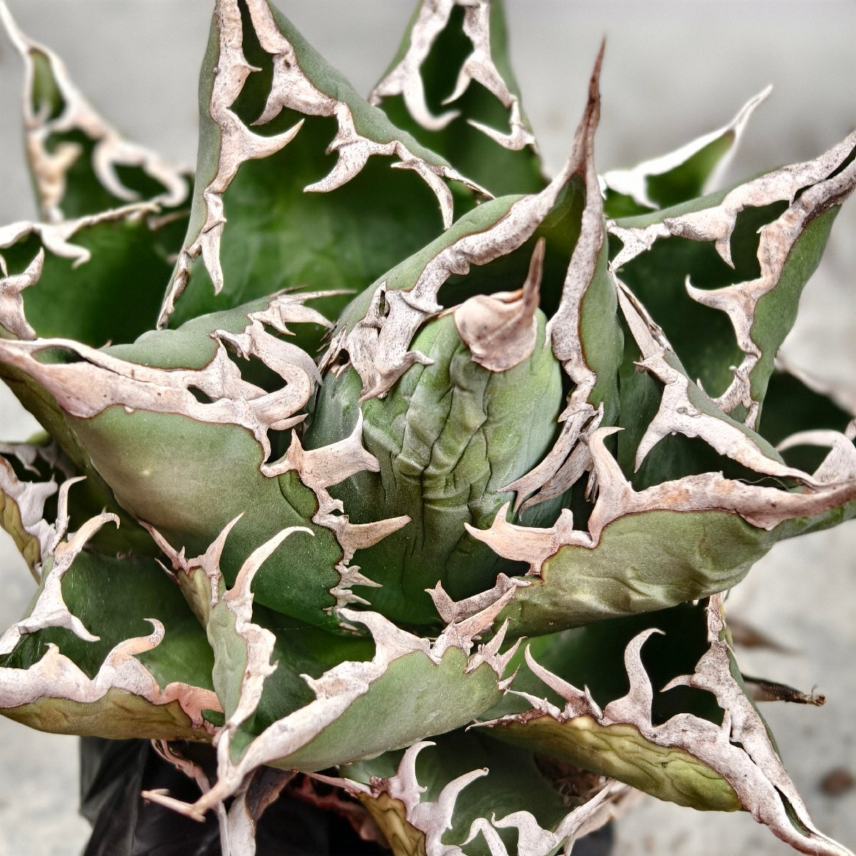 257.アガベ チタノタ 海王/検 白鯨 フィリグリー スーパーチタノタ 悪魔くん 夕映厳龍 姫 赤猫 白犀牛 白火焔 阿修羅 狂戦士 黒犀牛 柊月_2