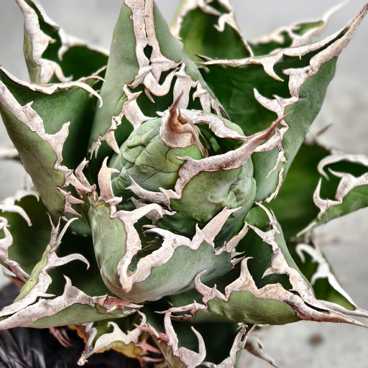 257.アガベ チタノタ 海王/検 白鯨 フィリグリー スーパーチタノタ 悪魔くん 夕映厳龍 姫 赤猫 白犀牛 白火焔 阿修羅 狂戦士 黒犀牛 柊月_3