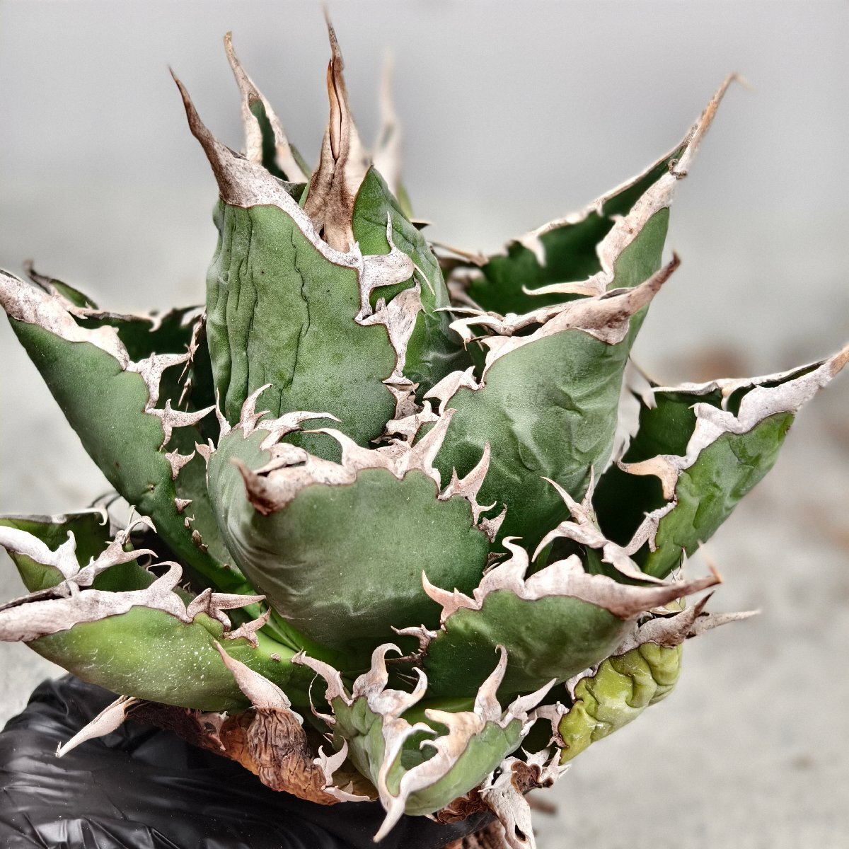 257.アガベ チタノタ 海王/検 白鯨 フィリグリー スーパーチタノタ 悪魔くん 夕映厳龍 姫 赤猫 白犀牛 白火焔 阿修羅 狂戦士 黒犀牛 柊月_4