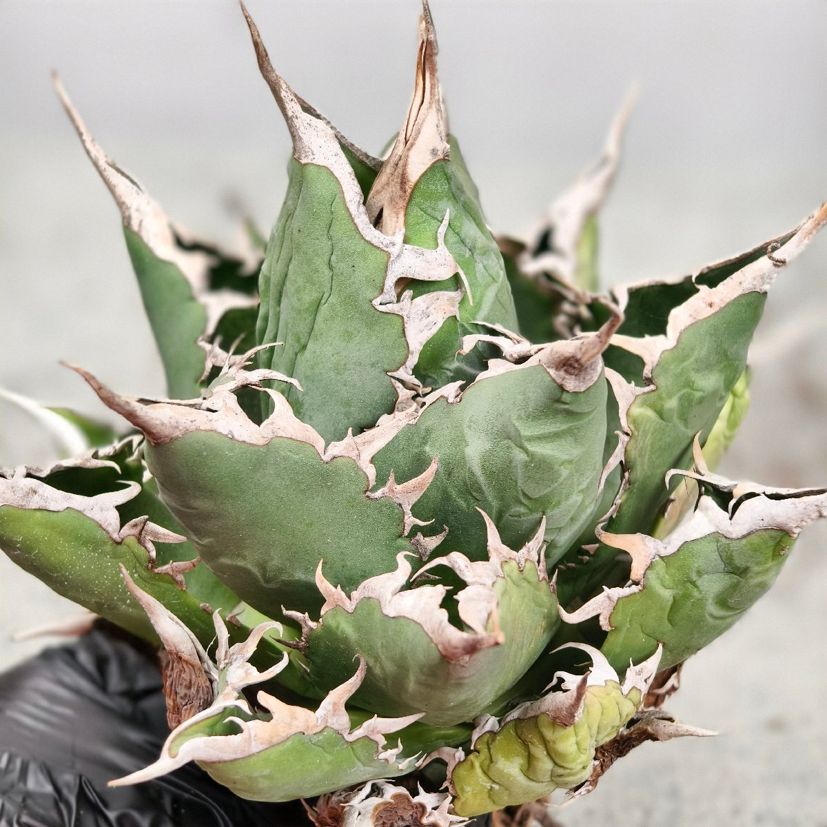 257.アガベ チタノタ 海王/検 白鯨 フィリグリー スーパーチタノタ 悪魔くん 夕映厳龍 姫 赤猫 白犀牛 白火焔 阿修羅 狂戦士 黒犀牛 柊月_5