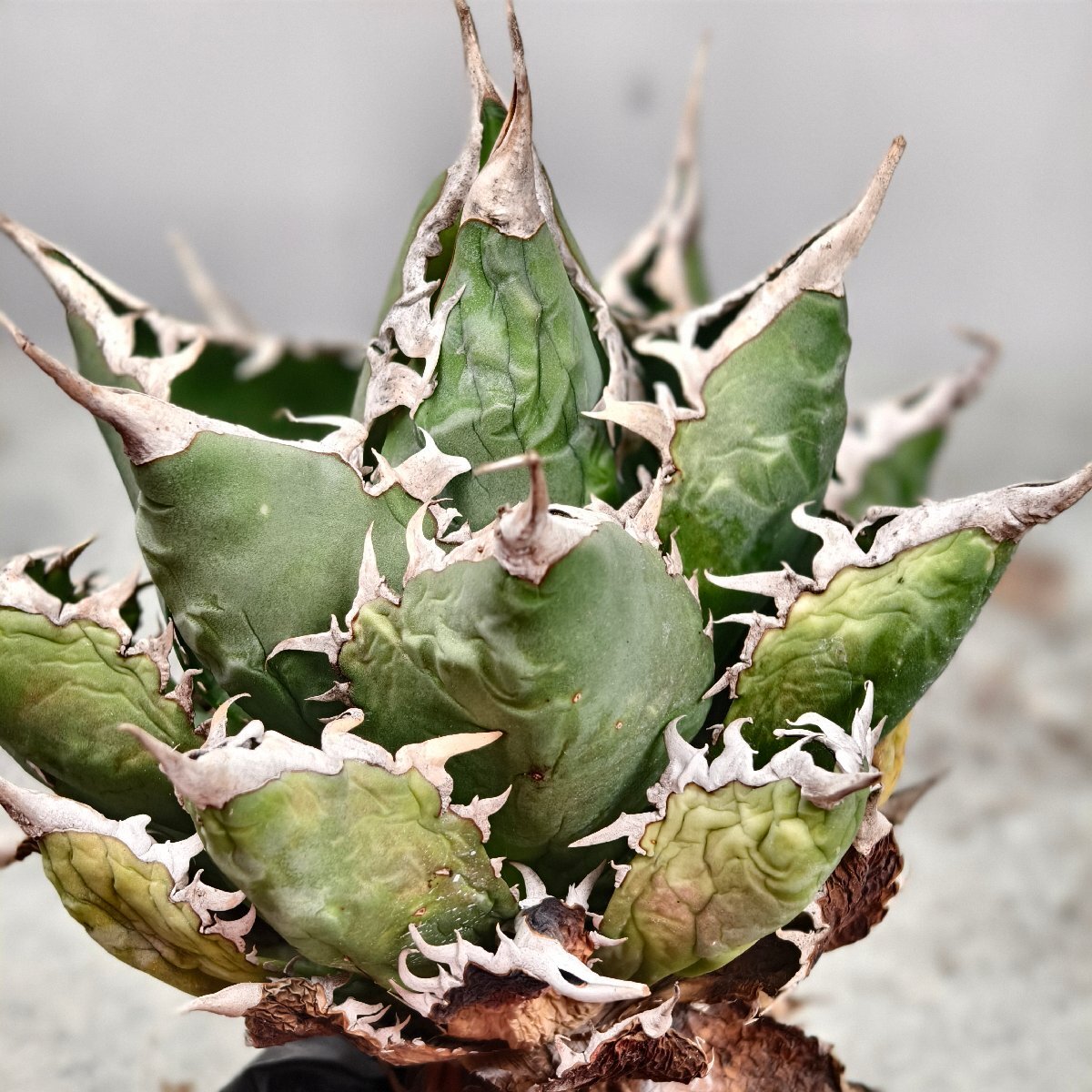 257.アガベ チタノタ 海王/検 白鯨 フィリグリー スーパーチタノタ 悪魔くん 夕映厳龍 姫 赤猫 白犀牛 白火焔 阿修羅 狂戦士 黒犀牛 柊月_6