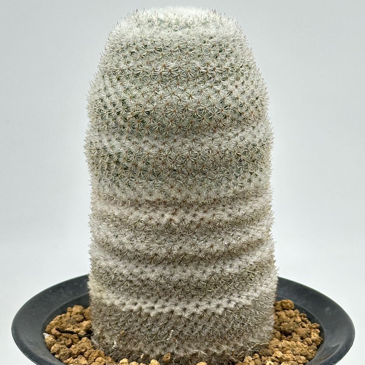 ◇マミラリア 希望丸 大株◇サボテン・多肉植物◇CACTI7◇672 サボテン