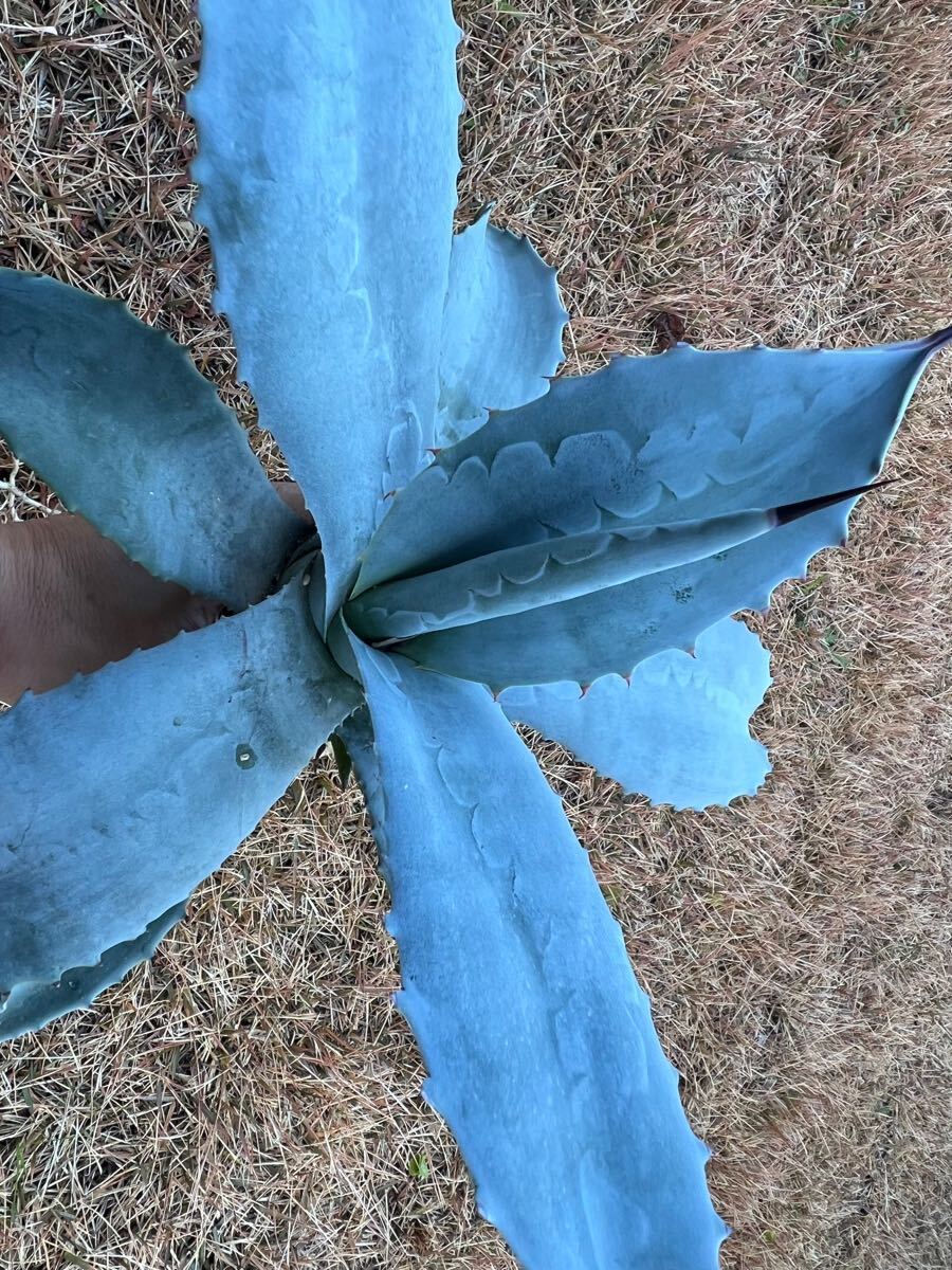 農園直送】大サイズ AGAVE アガベ フランゾシニー Agave franzosinii