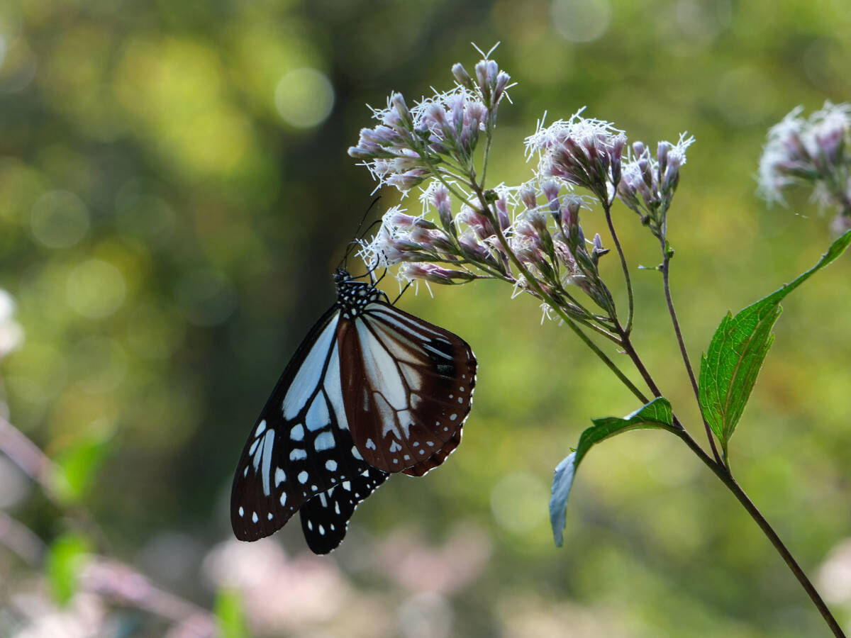 フジフイルム フジノンレンズ XF16-80mmF4 R OIS WR　Xマウント用_10
