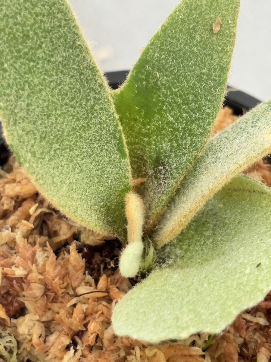 R87 ，P.Willinckii Bacteria sporeling - Staghorn Fern Platycerium