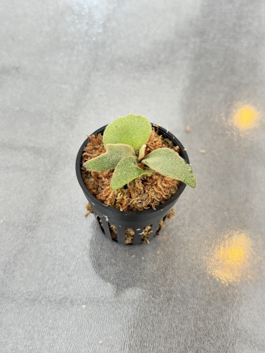 R87 ，P.Willinckii Bacteria sporeling - Staghorn Fern Platycerium