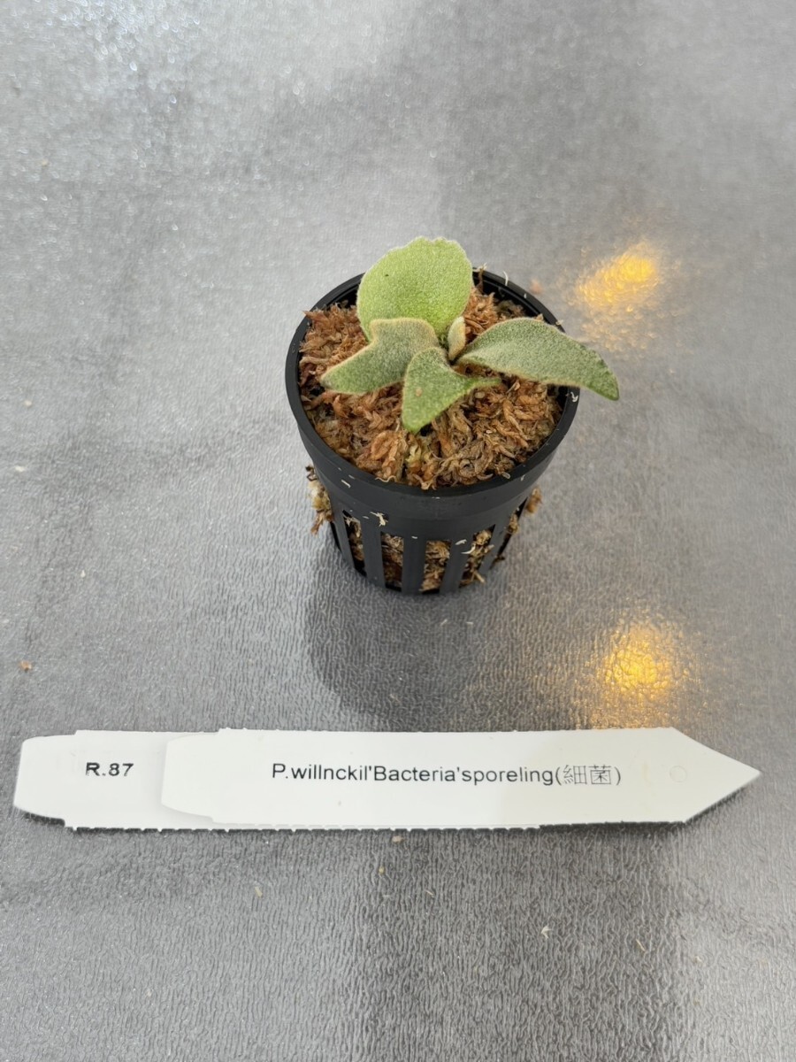 R87 ，P.Willinckii Bacteria sporeling - Staghorn Fern Platycerium