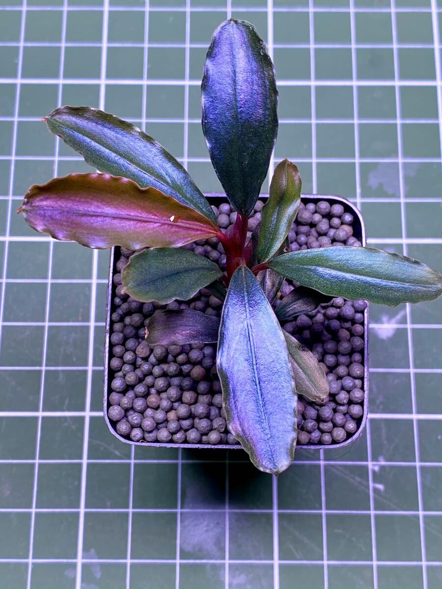 Bucephalandra Theia - Superior Shrimp & Aquatics