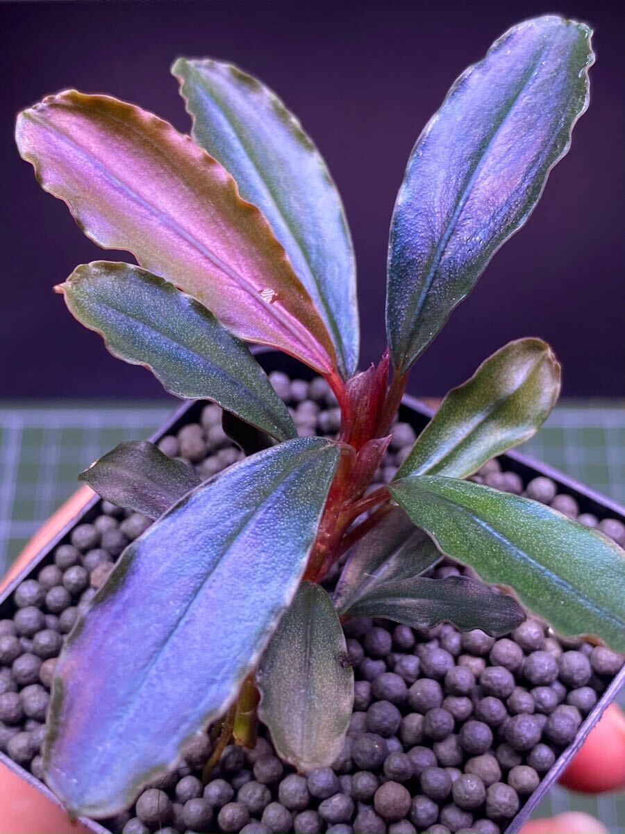 Bucephalandra Theia - Superior Shrimp & Aquatics