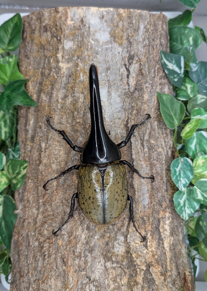 DH.ヘラクレスオオカブト1♂2♀成虫トリオ911 ♂133mm ♀68mm ♀65mm
