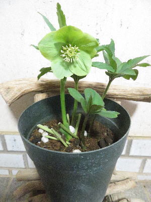 原種交配大株 ○産直クリスマスローズ＊原種リグリクス交配3C＊芳香花＊4年大