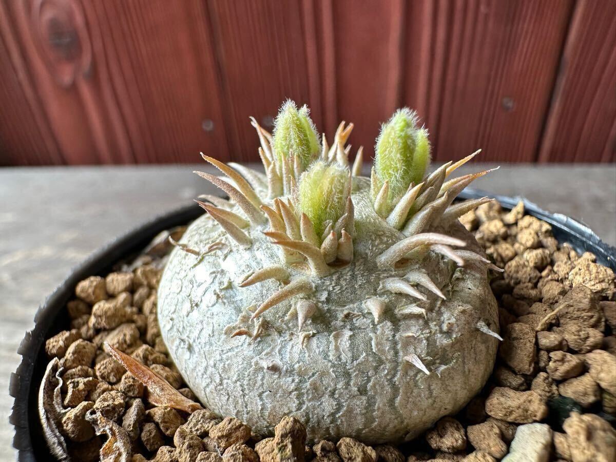 10. パキポディウム　恵比寿笑い　Pachypodium brevicaule 国内実生