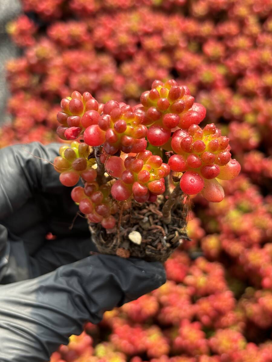 72株 C117-3 多肉植物 エケベリア レッドベリー サボテン 観葉植物 花